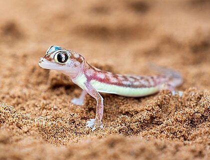 Swakopmund Namibia - A close up of a Namib sand gecko sat in the sand of the desert 
