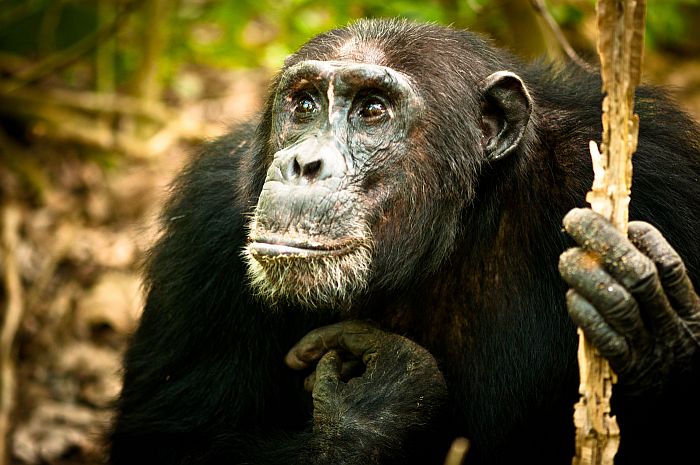 Mahale chimpanzee trekking