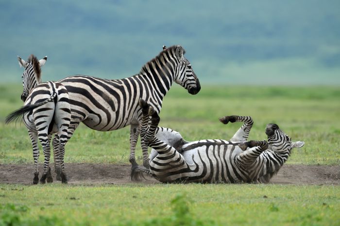 Tanzania - zebra playing