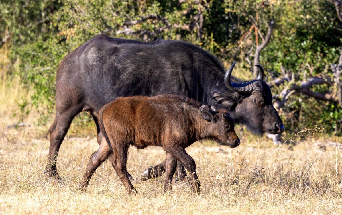 Cedarberg Travel | Tum Tum Treehouse Lodge