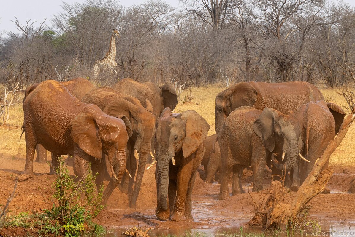 Cedarberg Travel | Tum Tum Treehouse Lodge