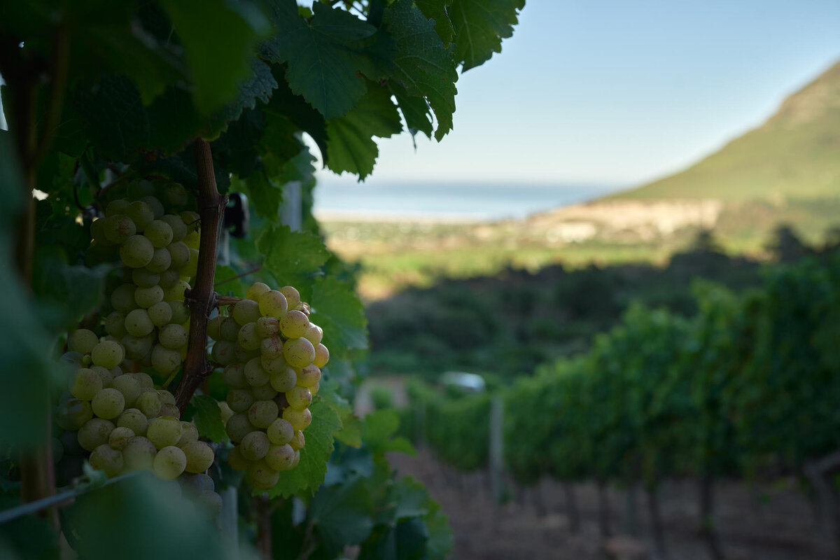 Cedarberg Travel | The Alexander Estate