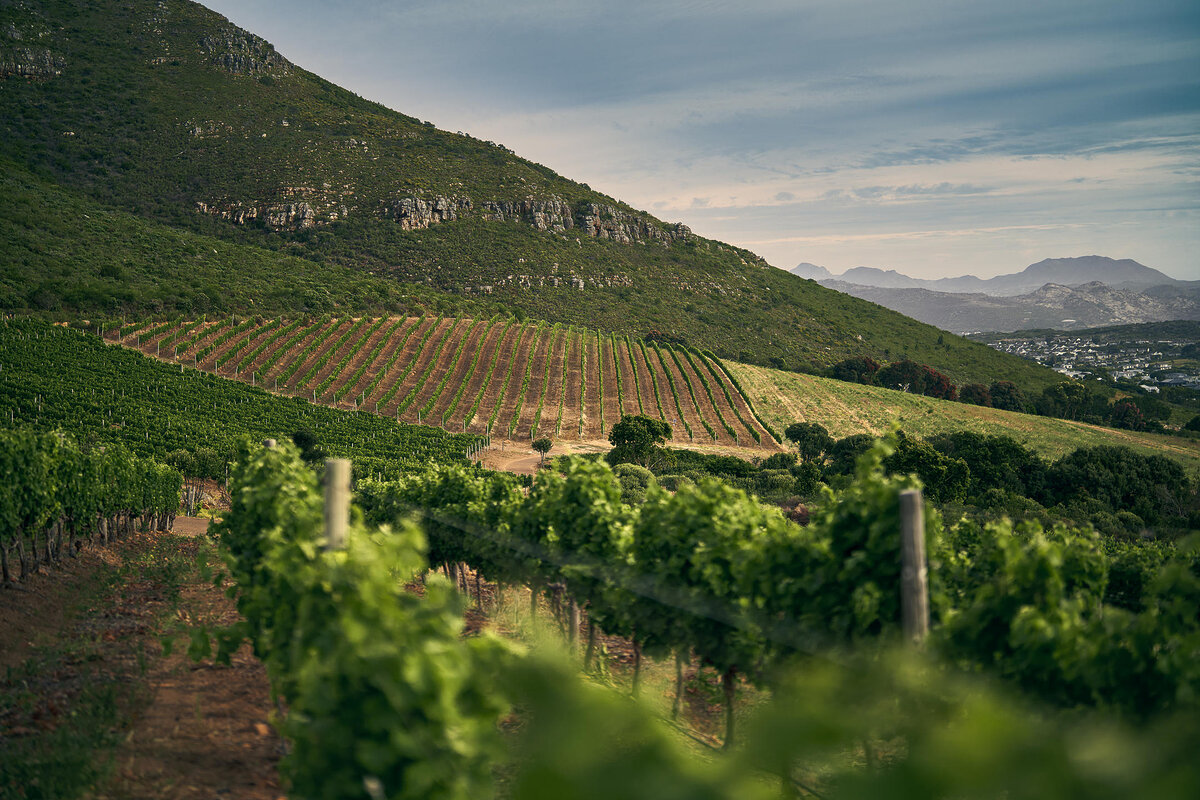 Cedarberg Travel | The Alexander Estate