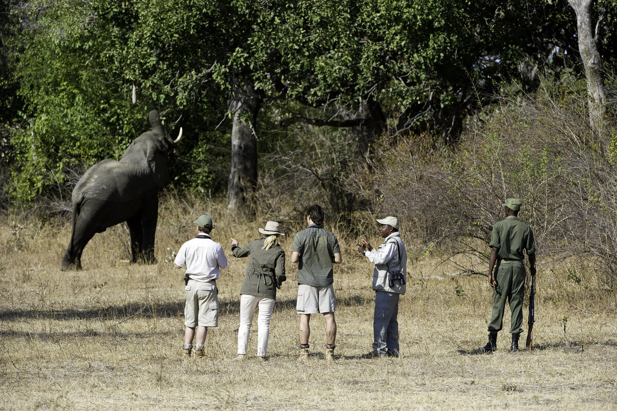 Cedarberg Travel | Flatdogs Camp, South Luangwa National Park Zambia