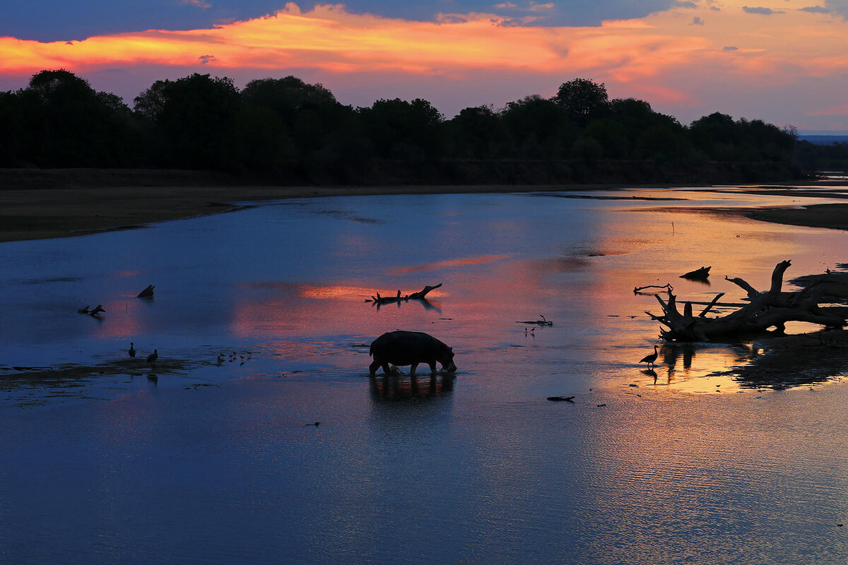 Cedarberg Travel | Flatdogs Camp, South Luangwa National Park Zambia