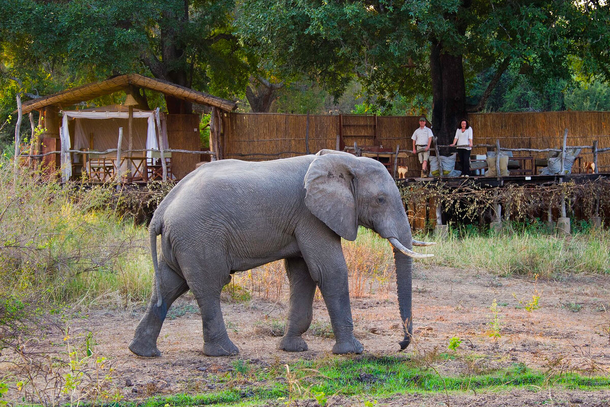 Cedarberg Travel | Flatdogs Camp, South Luangwa National Park Zambia