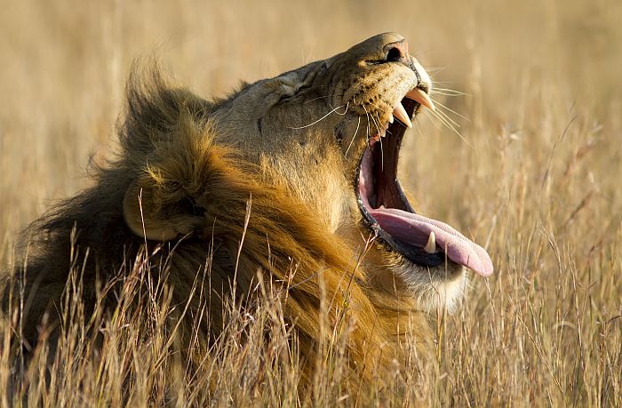 Using AI to Plan a Safari in Africa