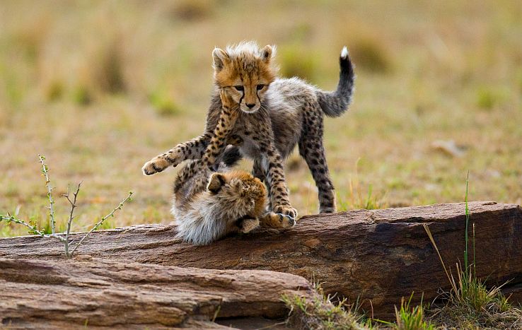 Cheetah cubs playing in the Serengeti