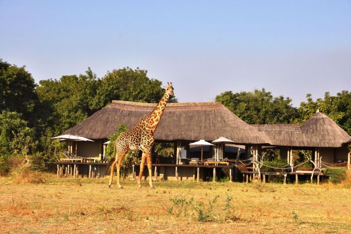 Cedarberg_Africa_Chikunto_safari_Giraffe at the camp_Photographic Safari