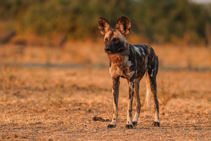 Photographic safari Cedarberg_Africa_Chikunto_wilddog