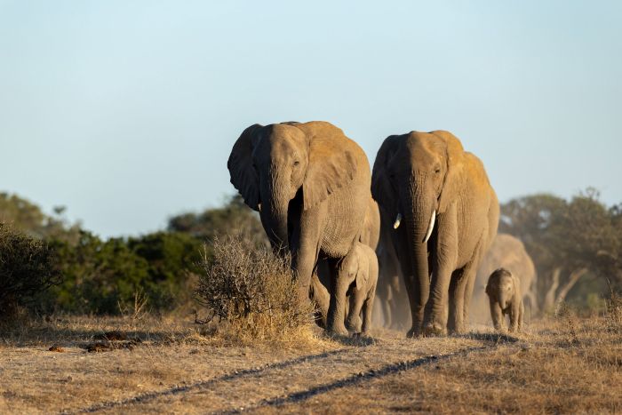 Photographic_Safari_Cedarberg_Africa_Euphorbia_Elephant