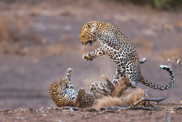 Photographic_Safari_Cedarberg_Africa_Euphorbia_Leopard