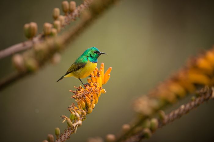 Photographic_Safari_Cedarberg_Africa_Londolozi_kane_berman