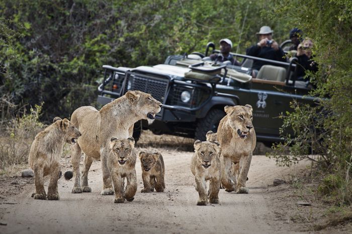 Cedarberg_Africa_Photographic_Safari_Londolozi Game Drive