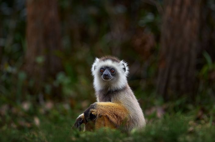 Diademed Sifaka in Andasibe National Park