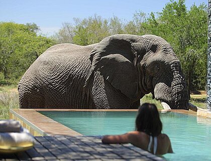 Lady in private plunge pool, courtesy of Phinda Forest Lodge