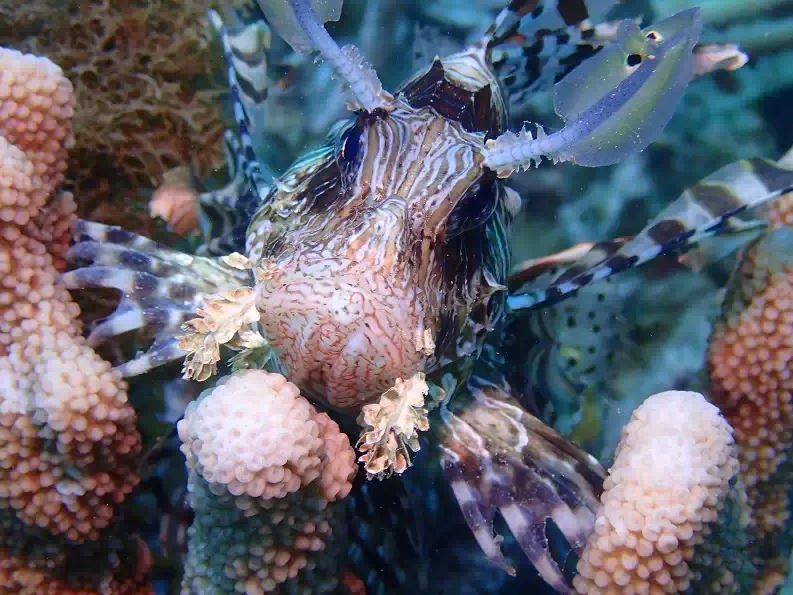 Lion Fish spotted off Nosy Be (Picture courtesy of Maison Ylang Lodge)
