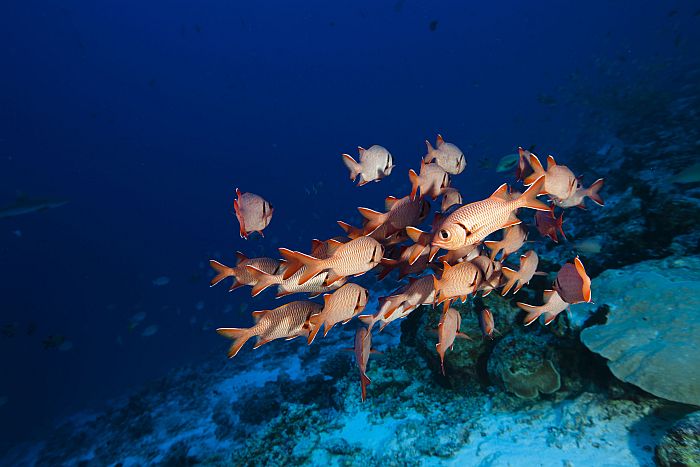 Scarlet soldier fish off coast of Madagascar, best time to visit Madagascar